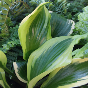 Hosta 'Queen Josephine'